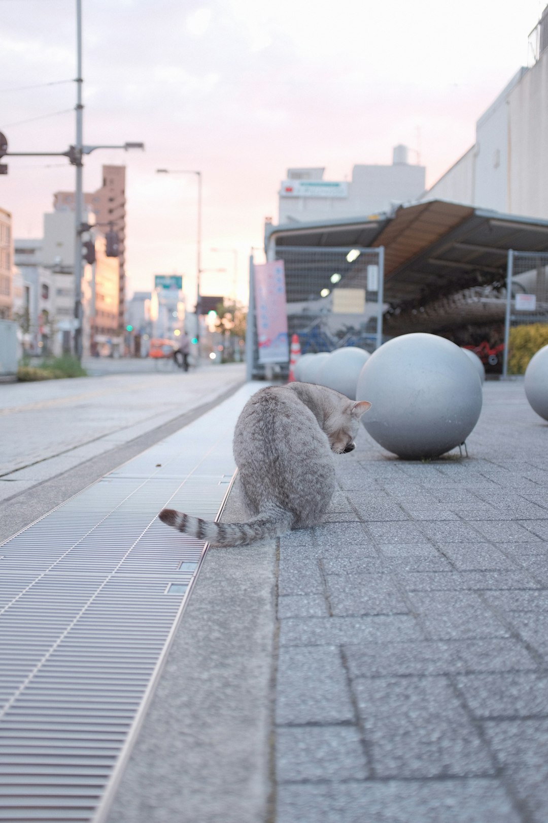 gray cat on gray pavement