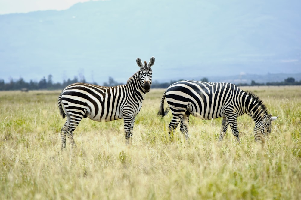 zebra on green grass field during daytime