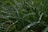 Close-up of water droplets falling from irrigation nozzles onto vibrant green grass.