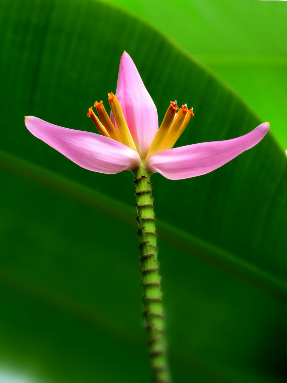 purple flower in tilt shift lens