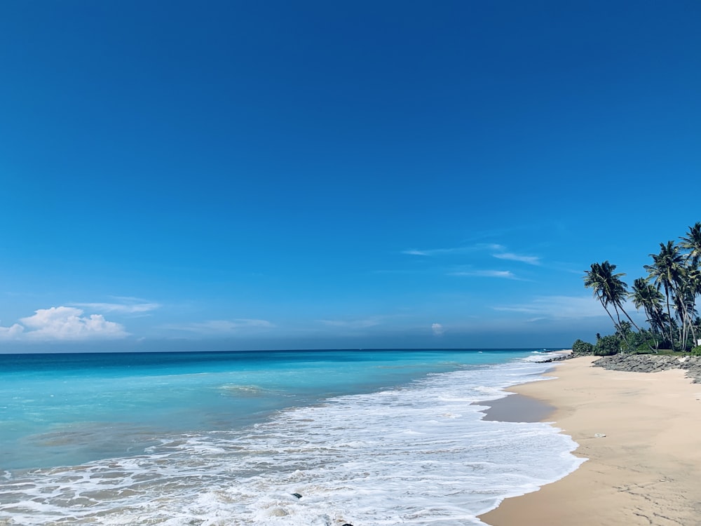 green palm tree on beach shore during daytime