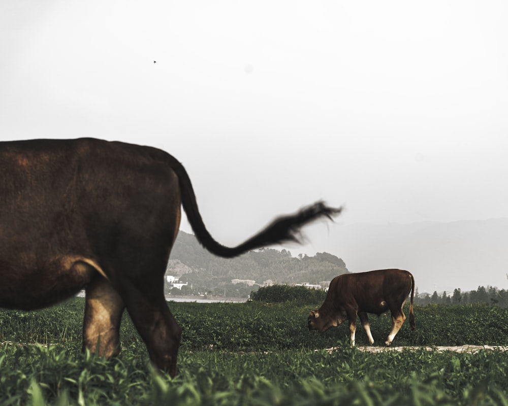 Vache brune sur un champ d’herbe verte pendant la journée