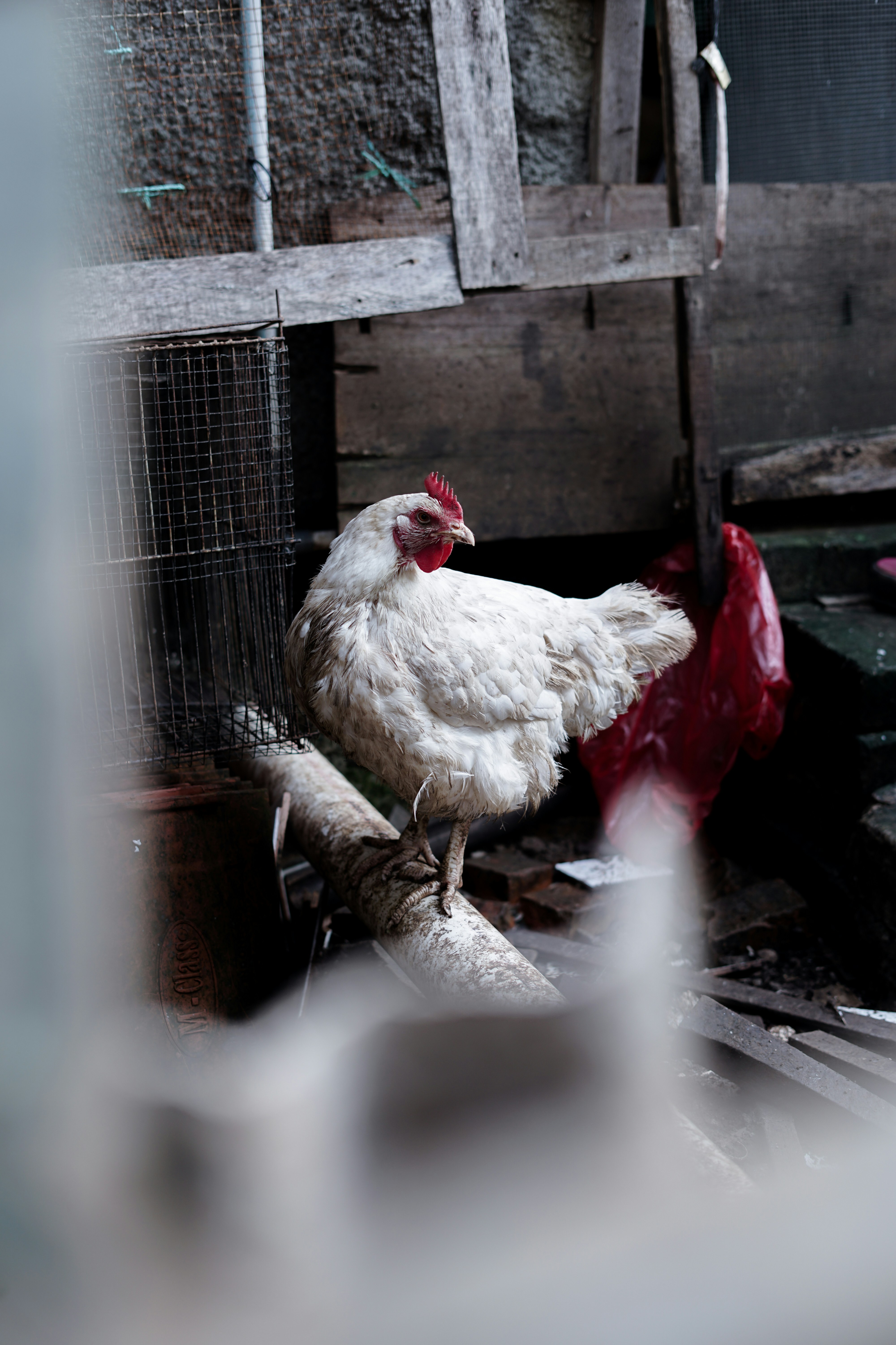 white chicken on brown wooden cage