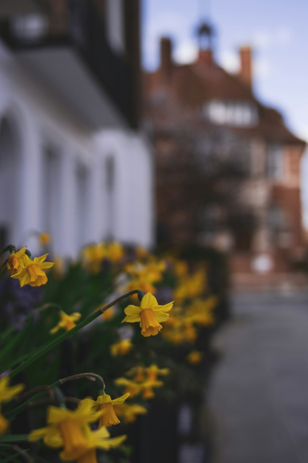 yellow flowers in tilt shift lens