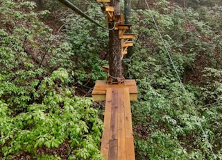 brown wooden bridge over green trees during daytime
