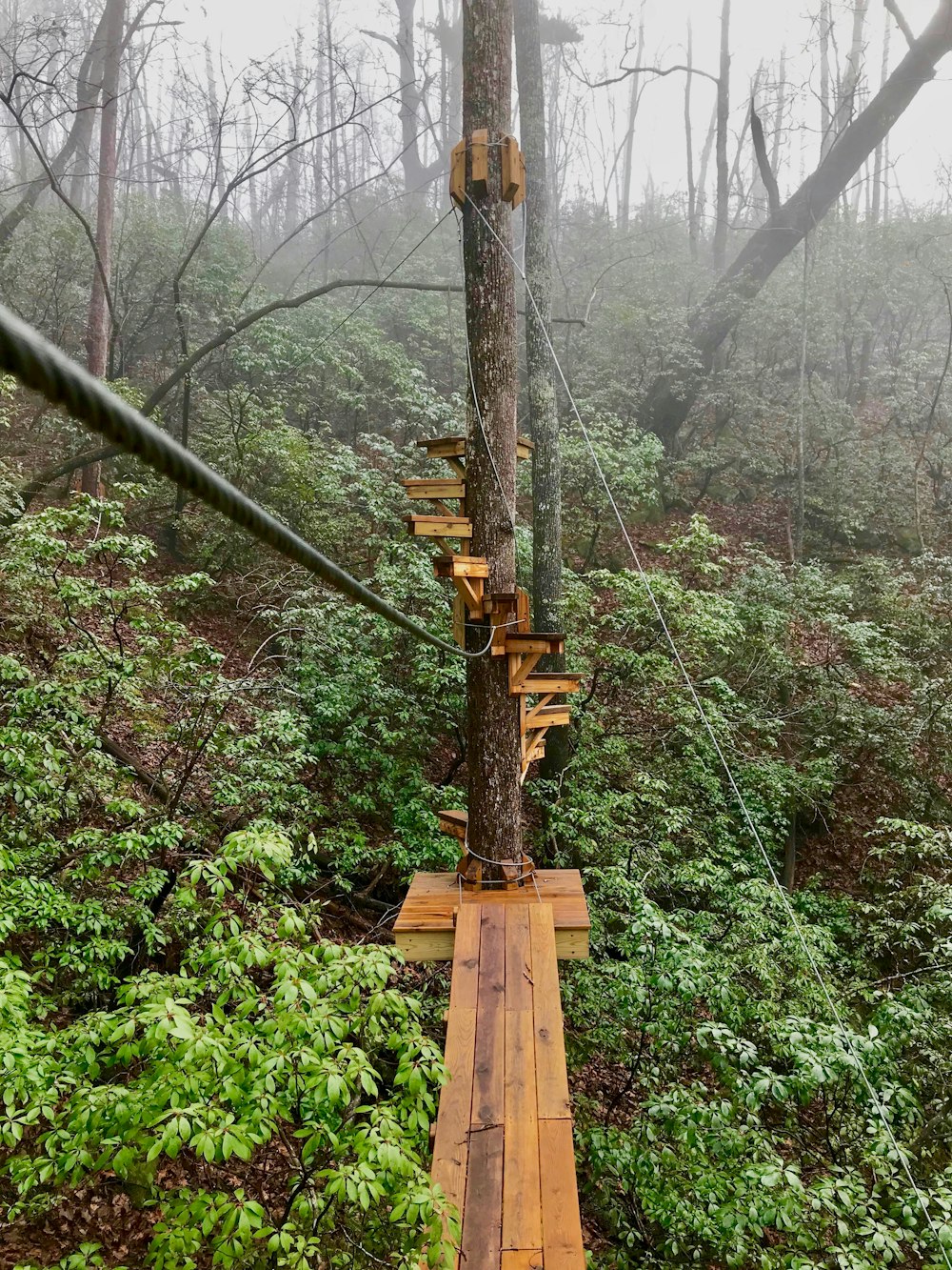 brown wooden bridge over green trees during daytime