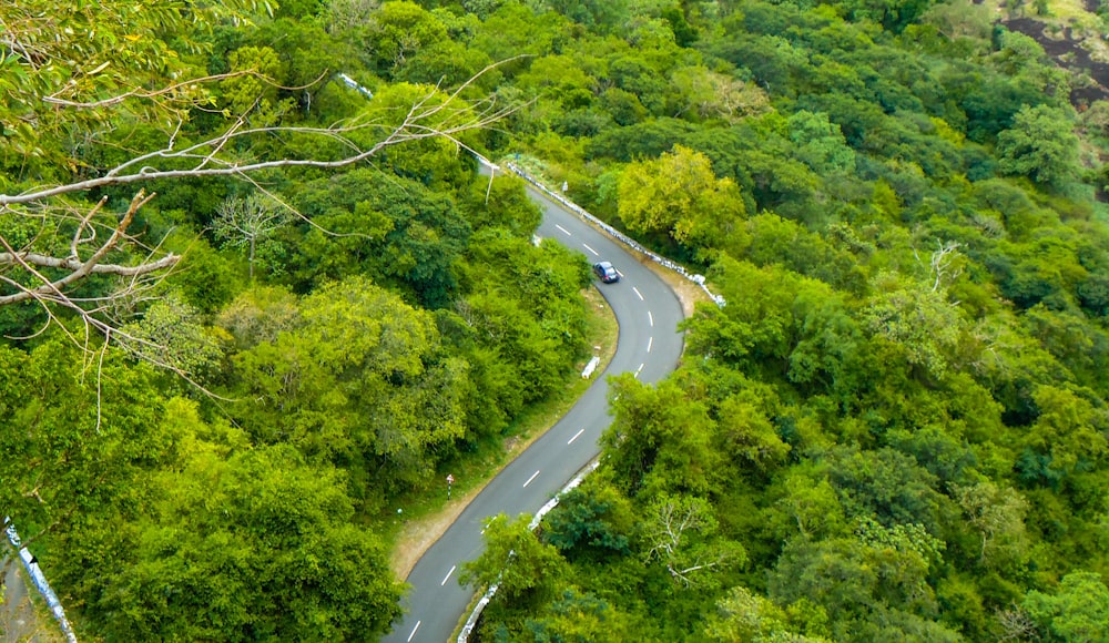 aerial view of road in the middle of green trees