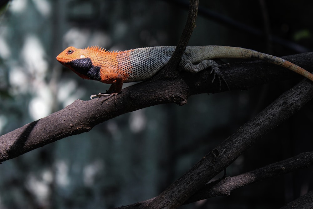 orange and white bearded dragon on brown tree branch