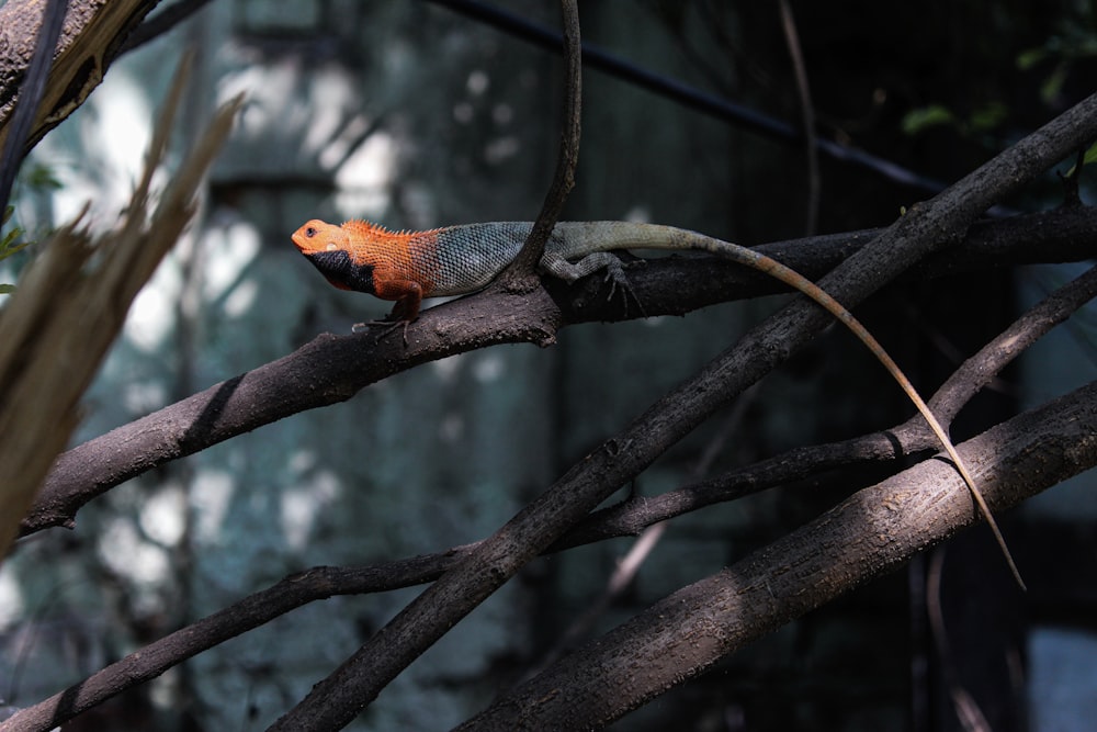 orange and black bird on tree branch