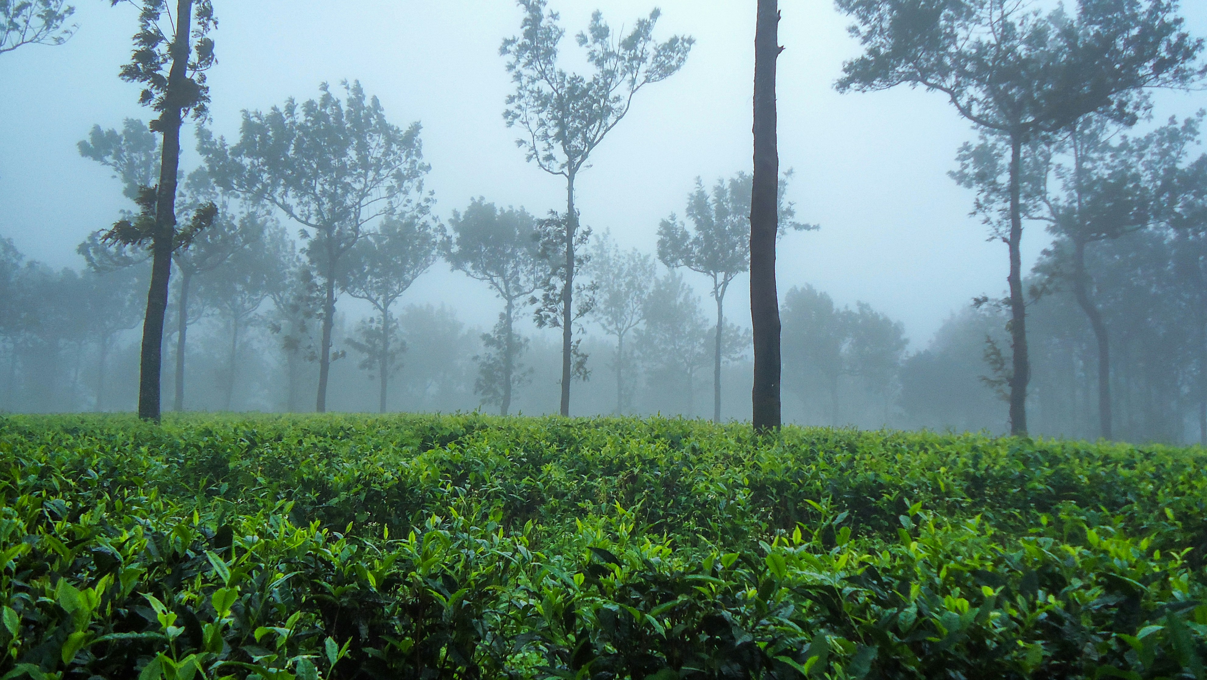 A click in Munnar