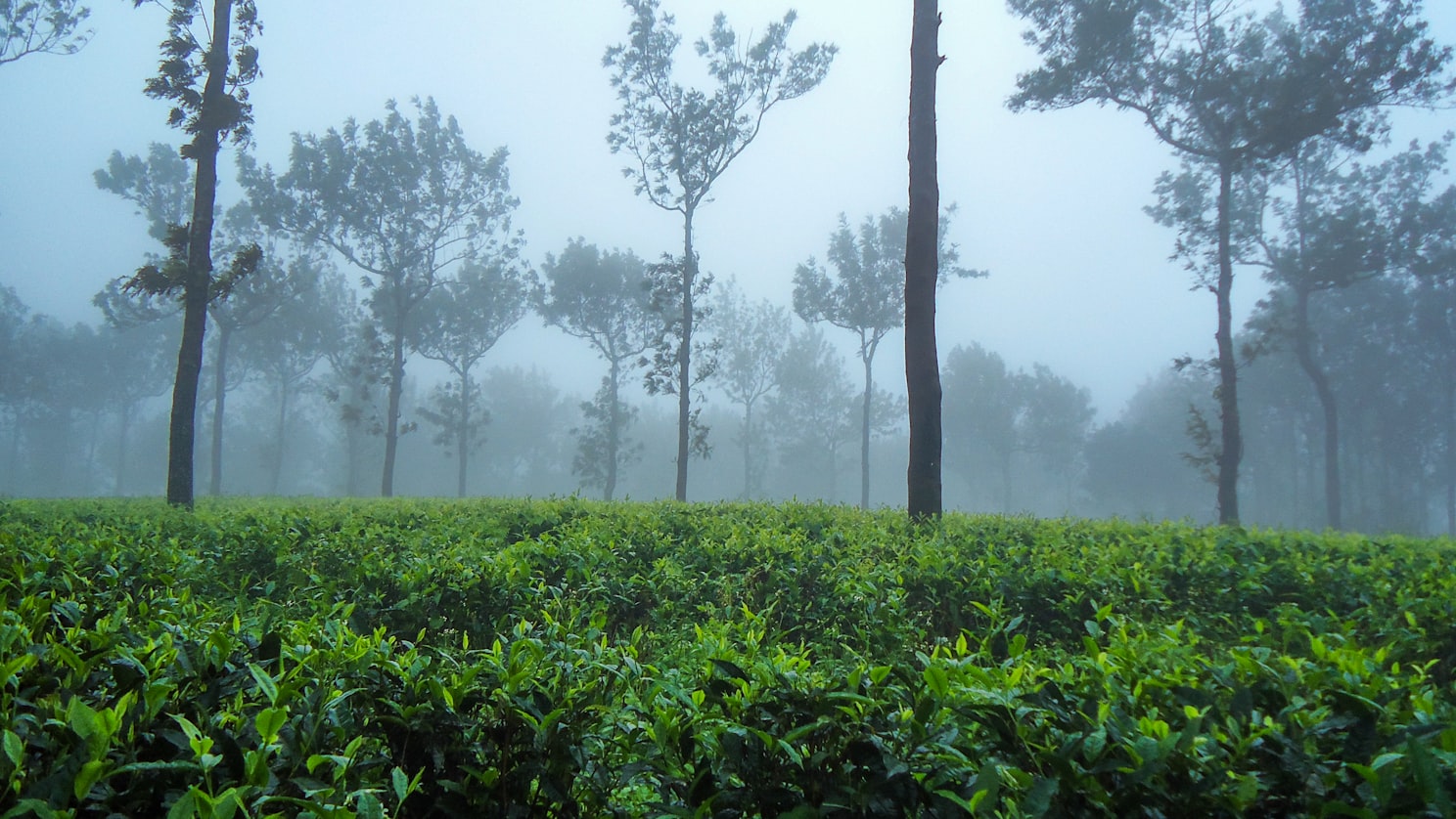 A click in Munnar