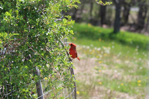 A colorful bird perched on a rustic wooden fence surrounded by lush garden greenery.
