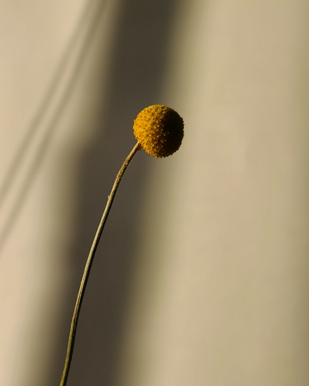 brown round fruit on white background