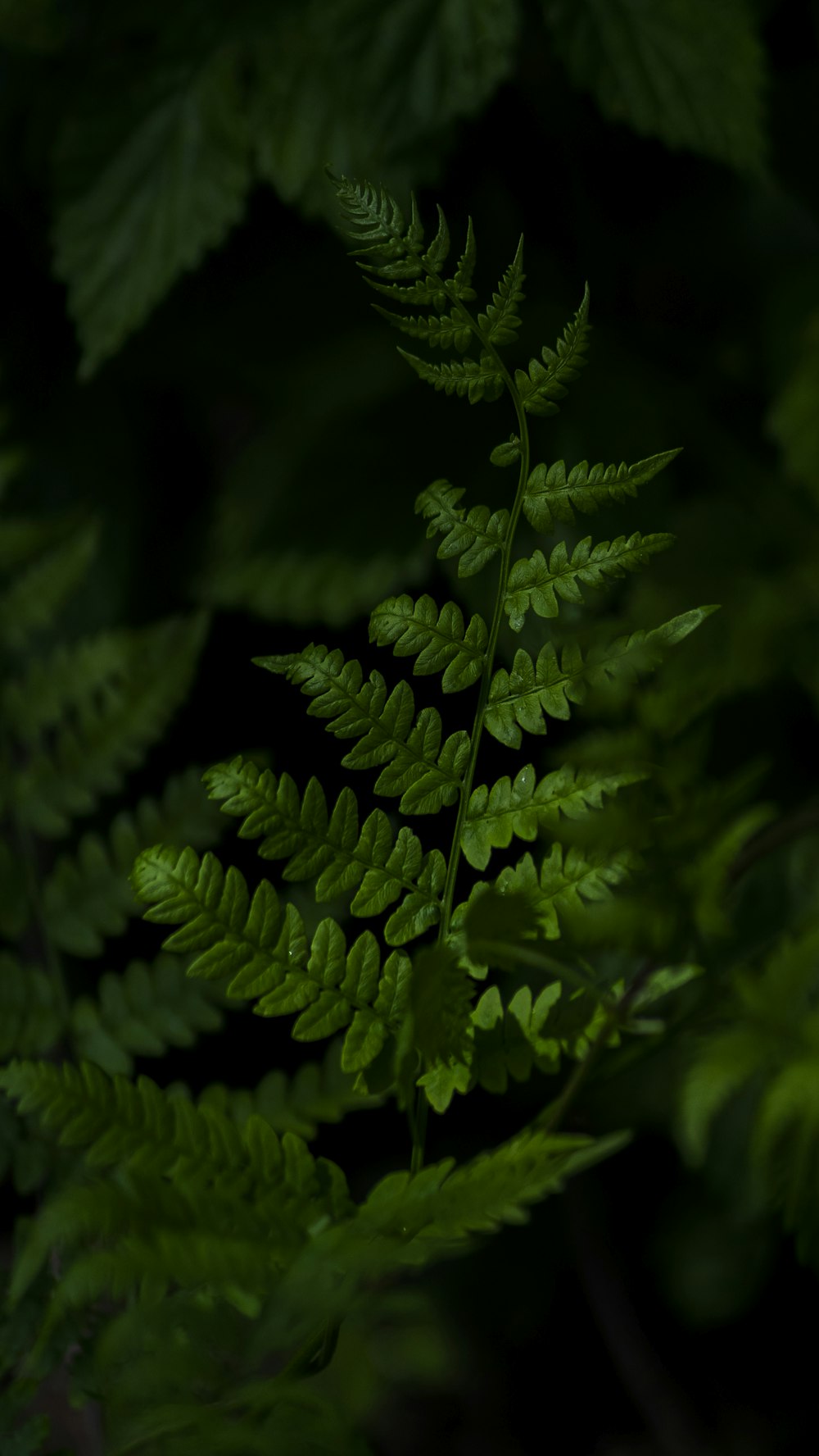 green fern plant in close up photography