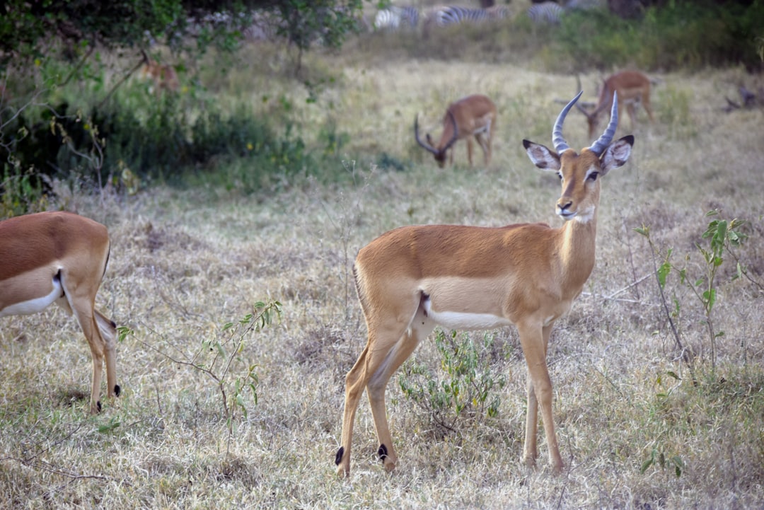 Wildlife photo spot Mbweha Camp Naivasha