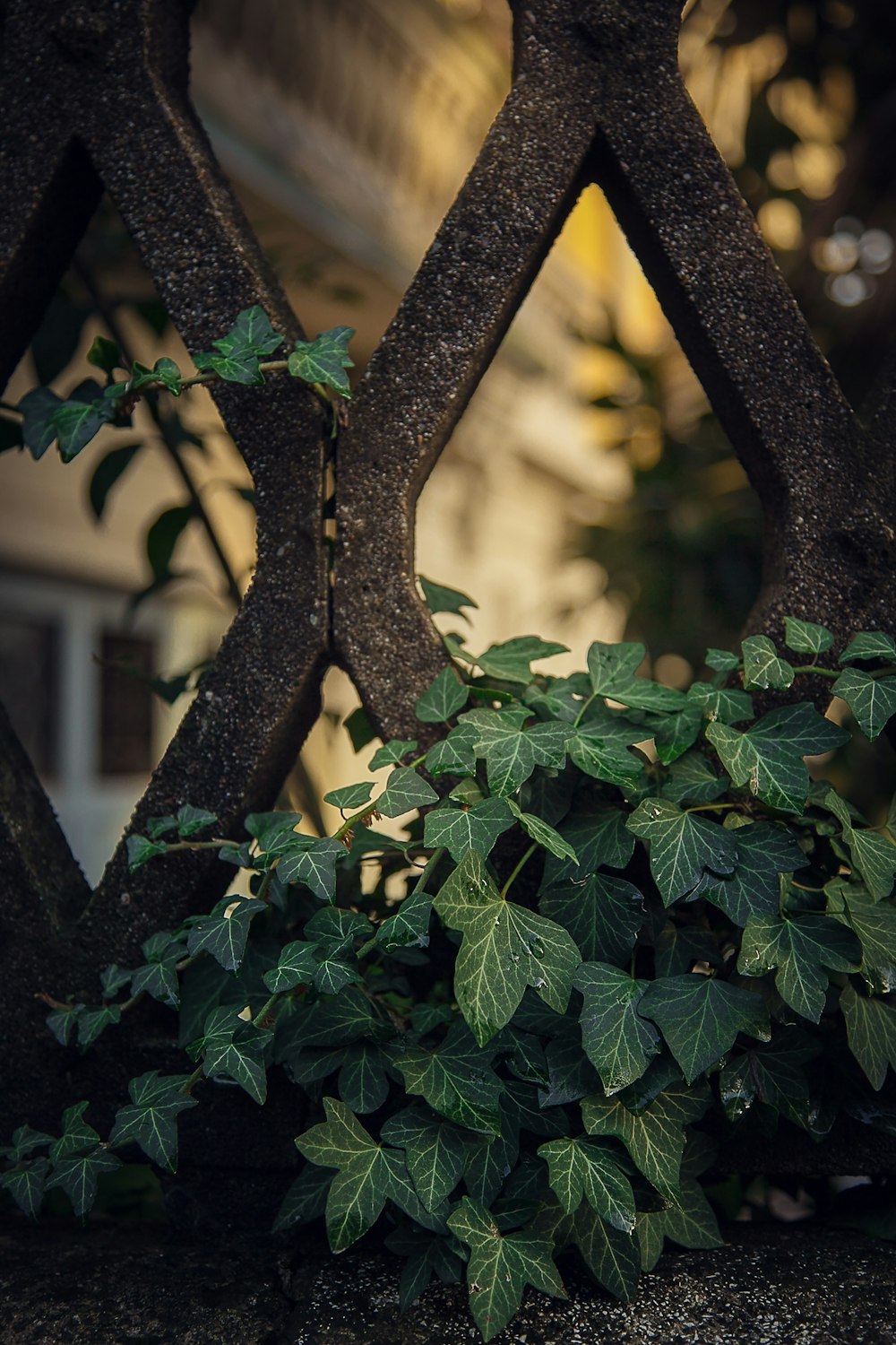 feuilles vertes sur tronc d’arbre brun