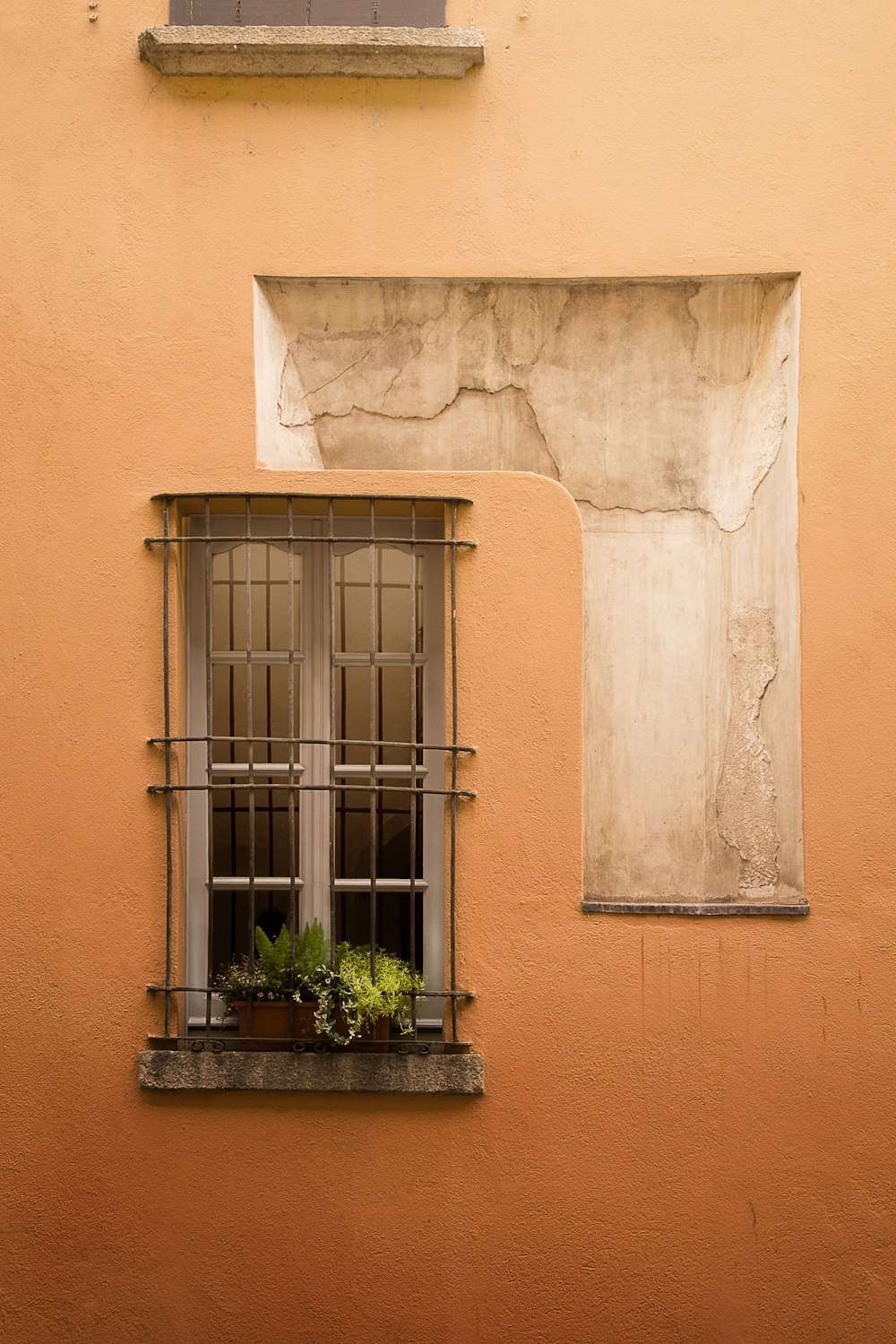 green potted plant on window