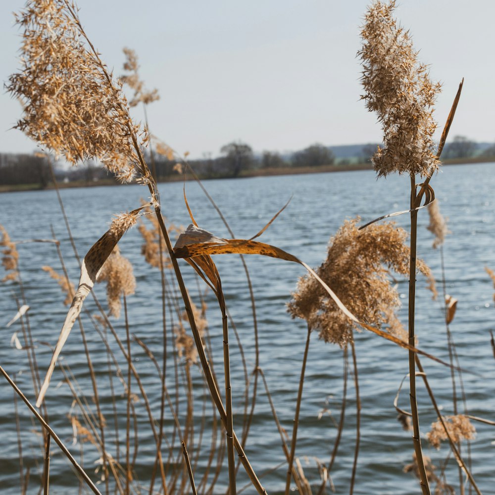 brown tree branch on body of water during daytime