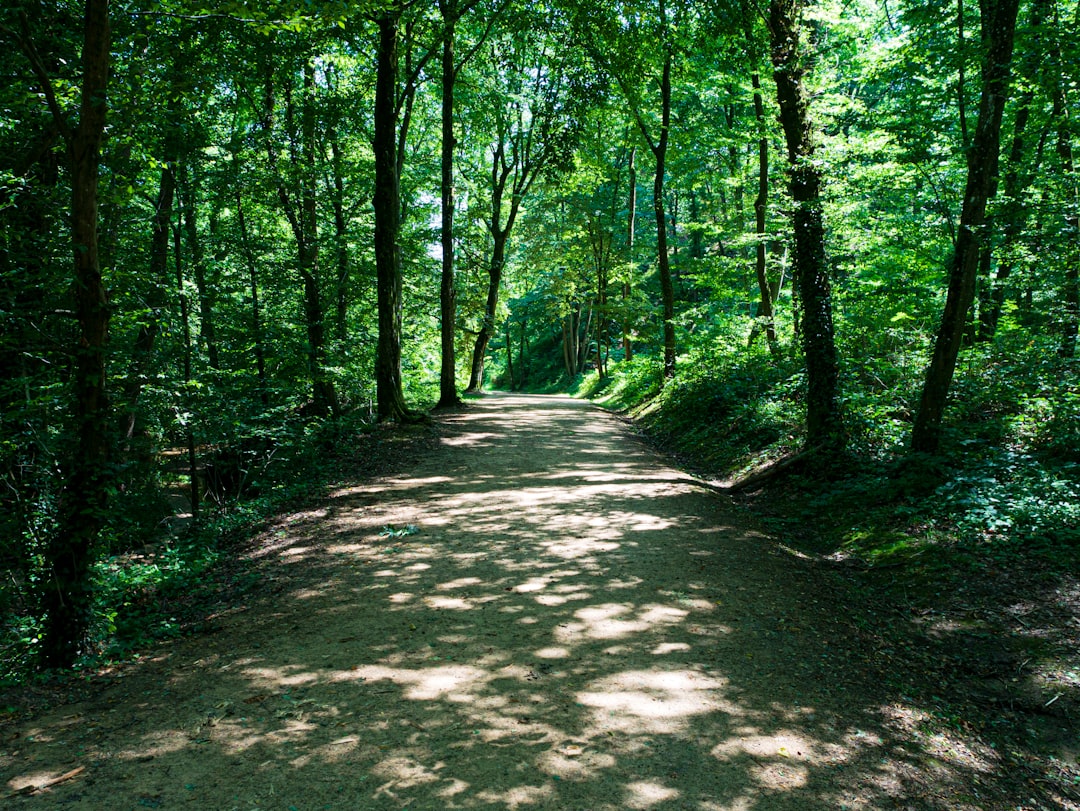 Forest photo spot Charbonnières-les-Bains Mont Revard