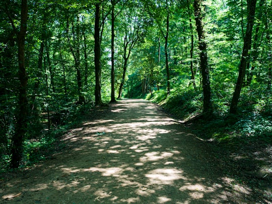 green trees and brown dirt road in Charbonnières-les-Bains France