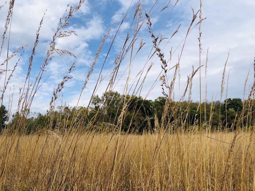 green grass field under blue sky during daytime