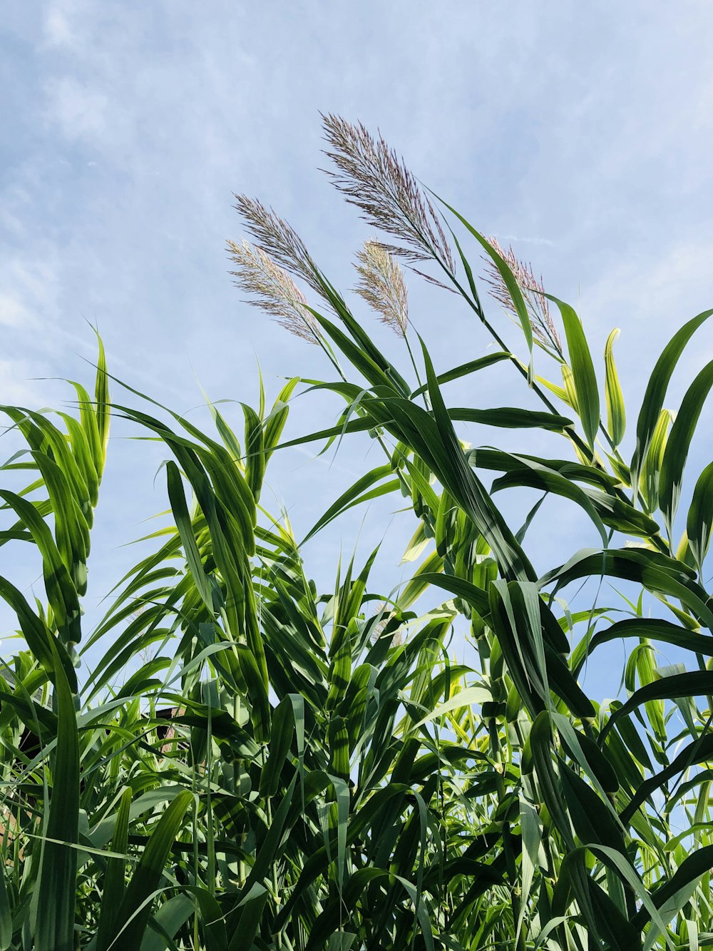 green wheat field under blue sky during daytime