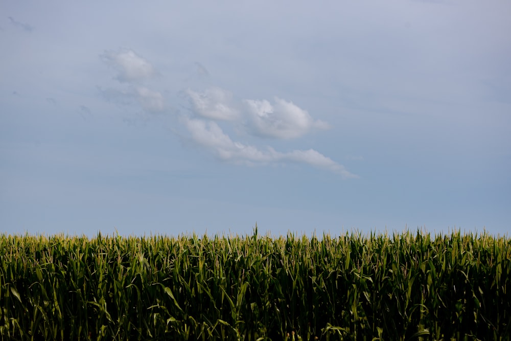 Campo de hierba verde bajo el cielo azul durante el día