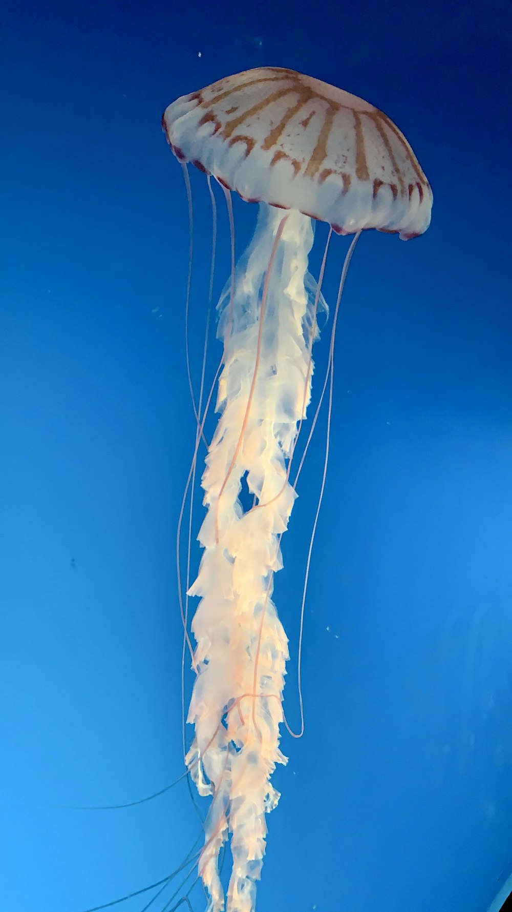 white and pink jellyfish in blue water