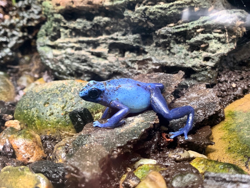 회색 바위에 푸른 개구리