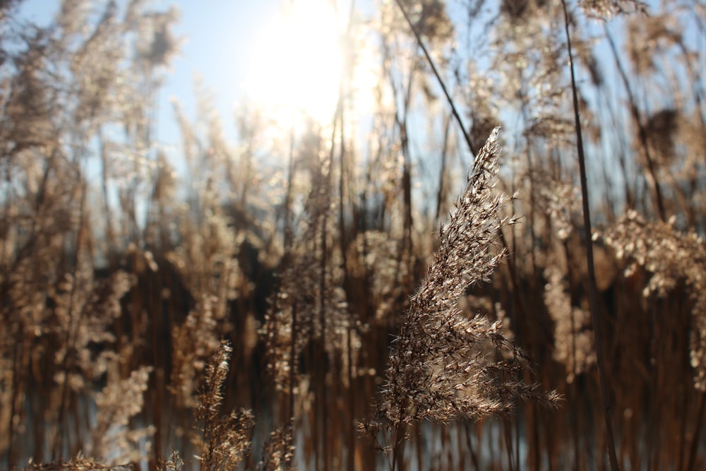 brown grass on field during daytime