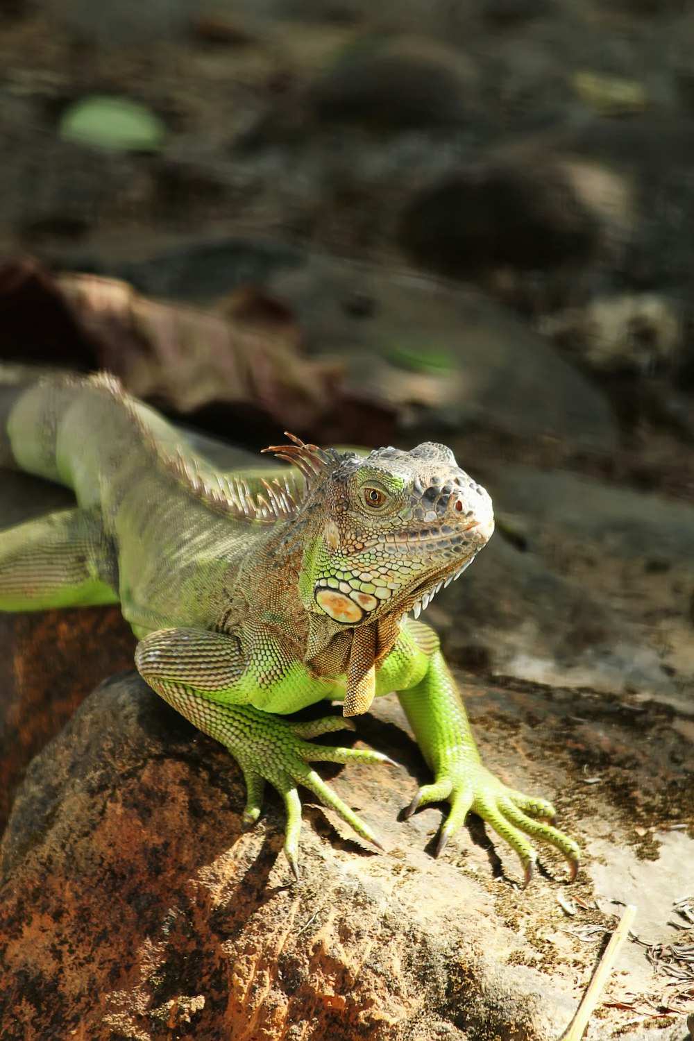 a large lizard sitting on top of a rock