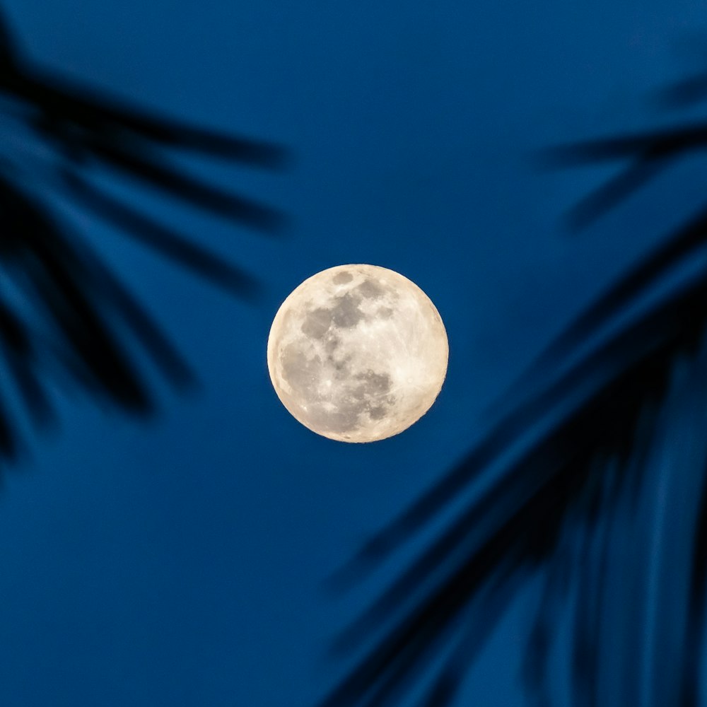 full moon over palm trees