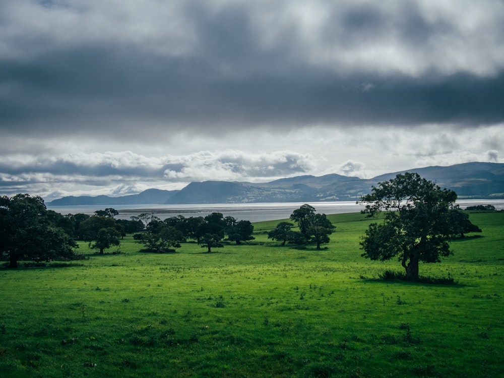 green grass field with trees under cloudy sky