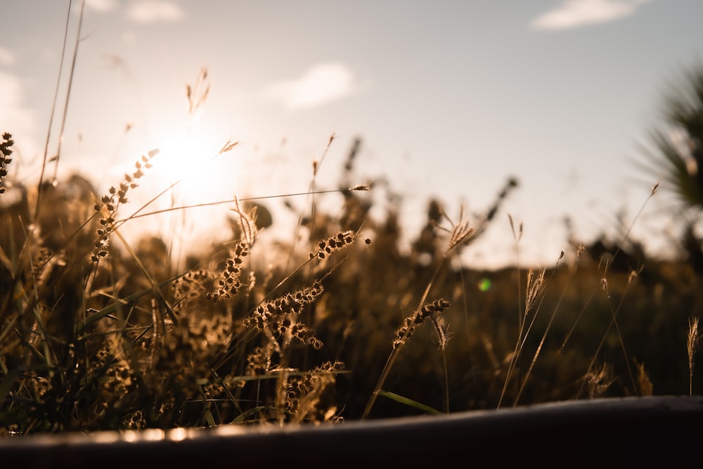 brown grass under blue sky during daytime