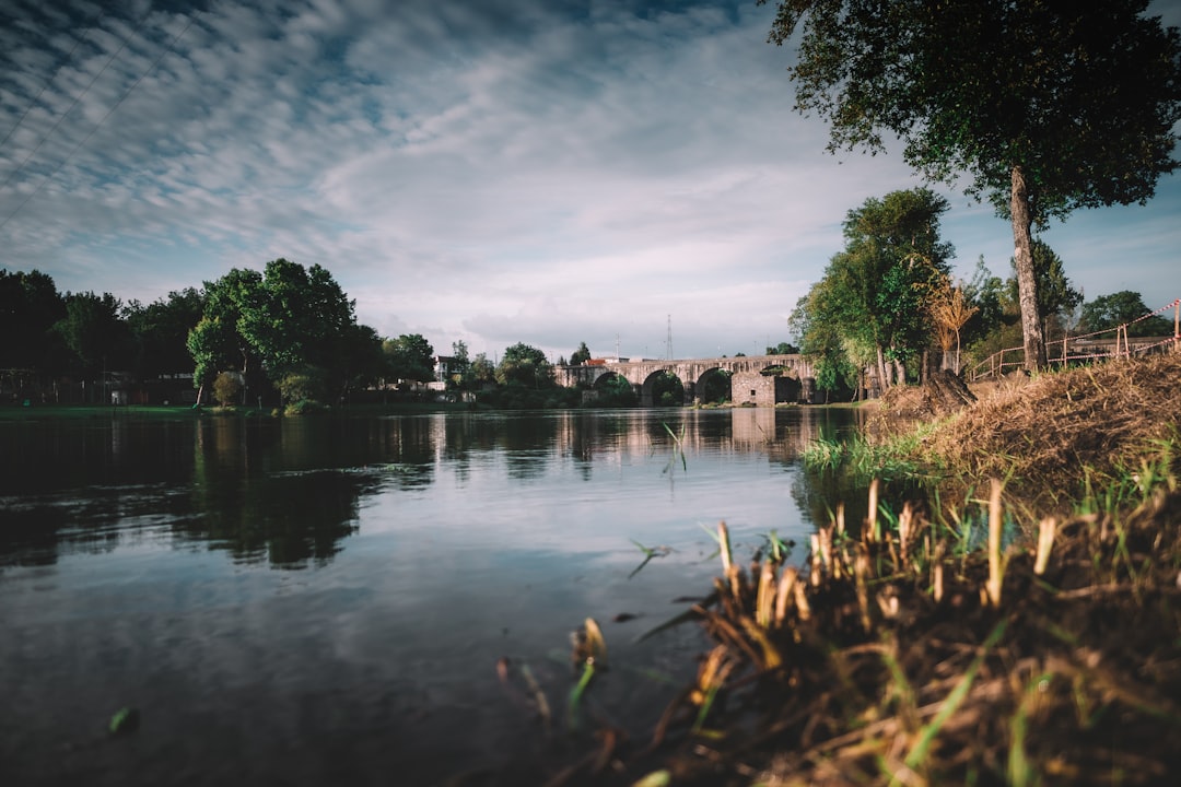 green trees beside river under cloudy sky during daytime