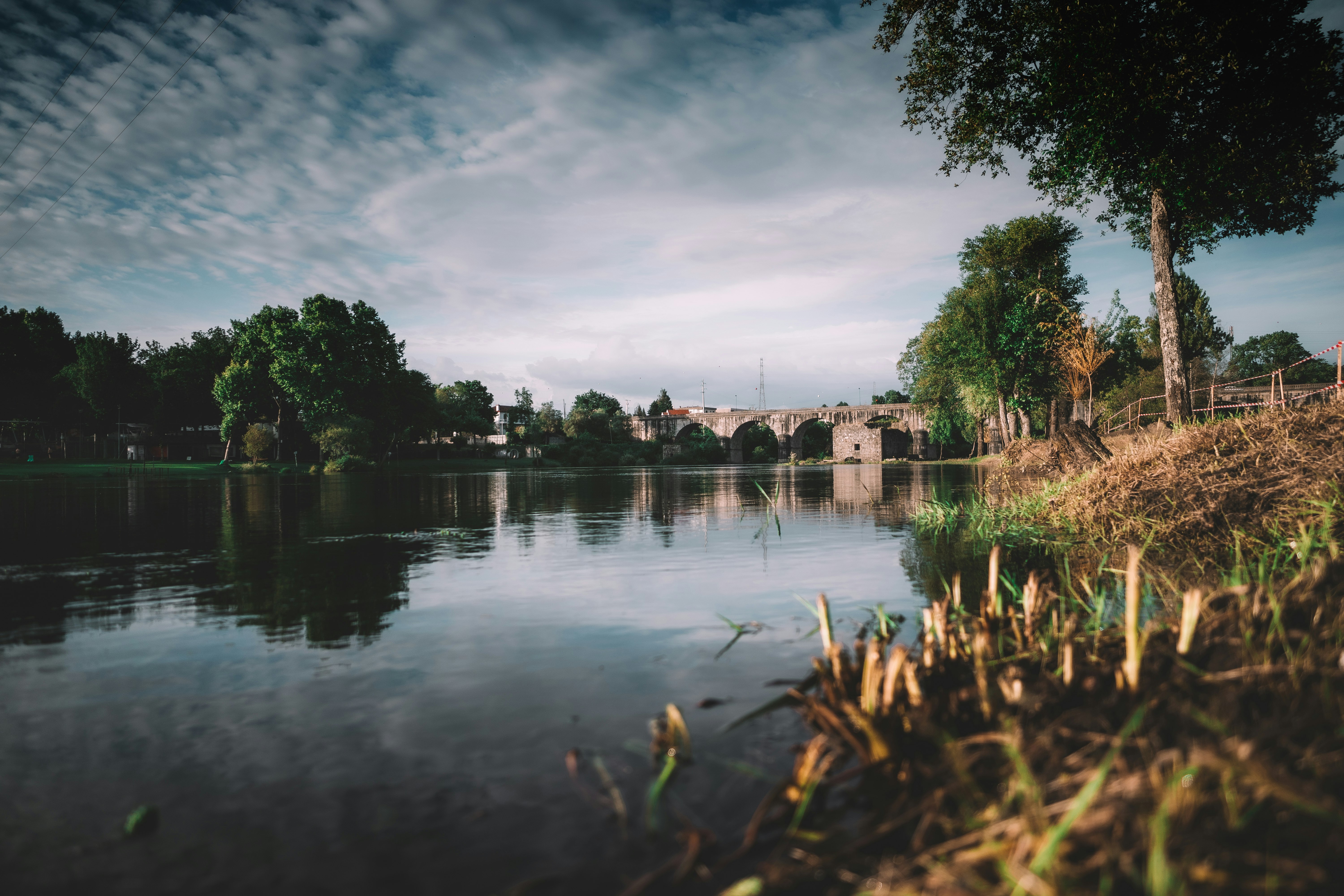 green trees beside river under cloudy sky during daytime