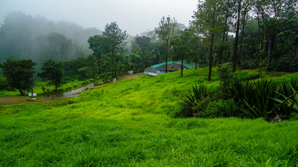 Campo de hierba verde con árboles y casa