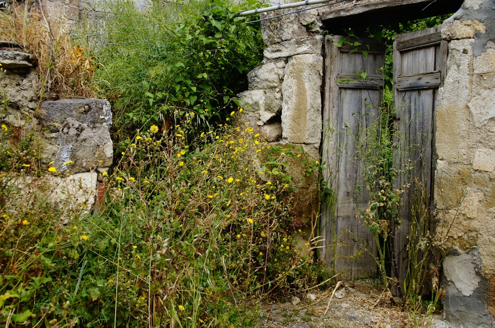 grey wooden door surrounded by green plants