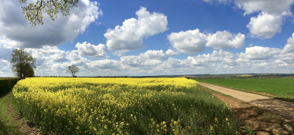 yellow flower field under blue sky and white clouds during daytime