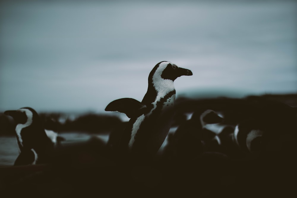 black and white bird on black surface