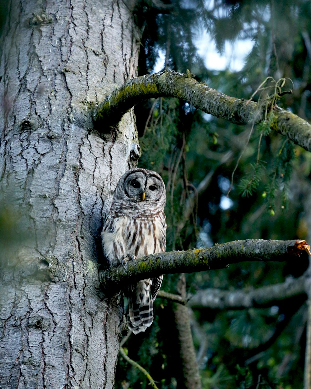 white and black owl on tree branch