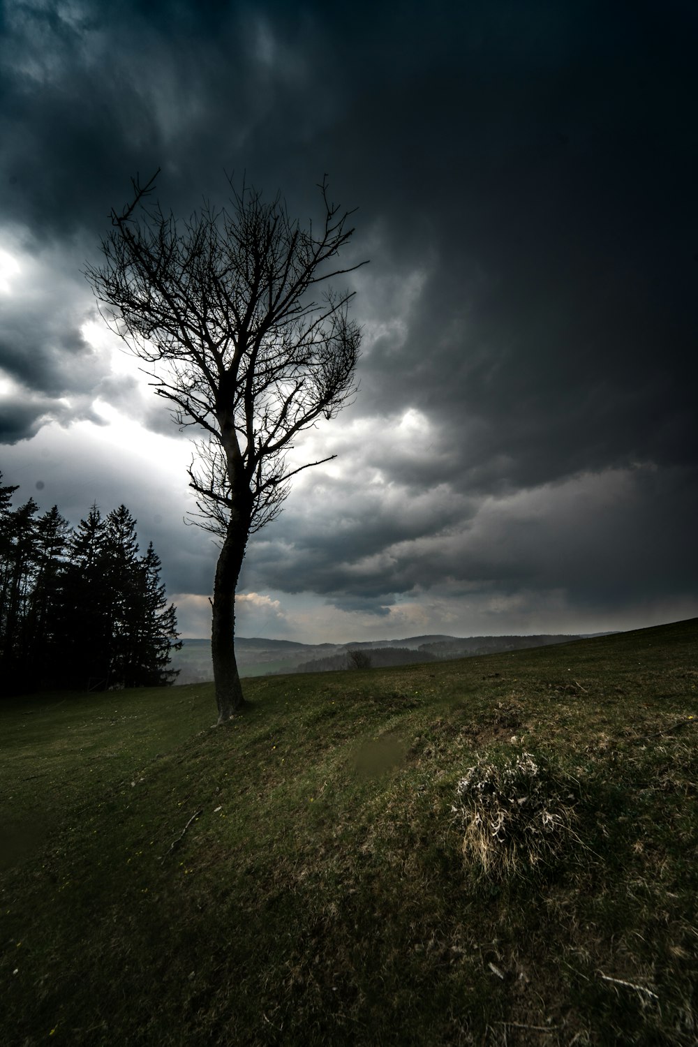 leafless tree on green grass field under gray clouds