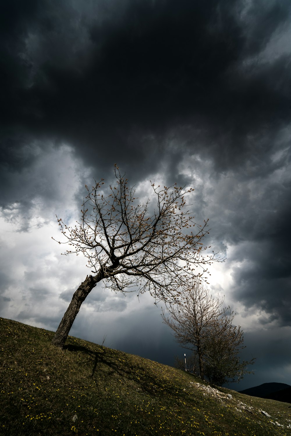leafless tree under cloudy sky during daytime