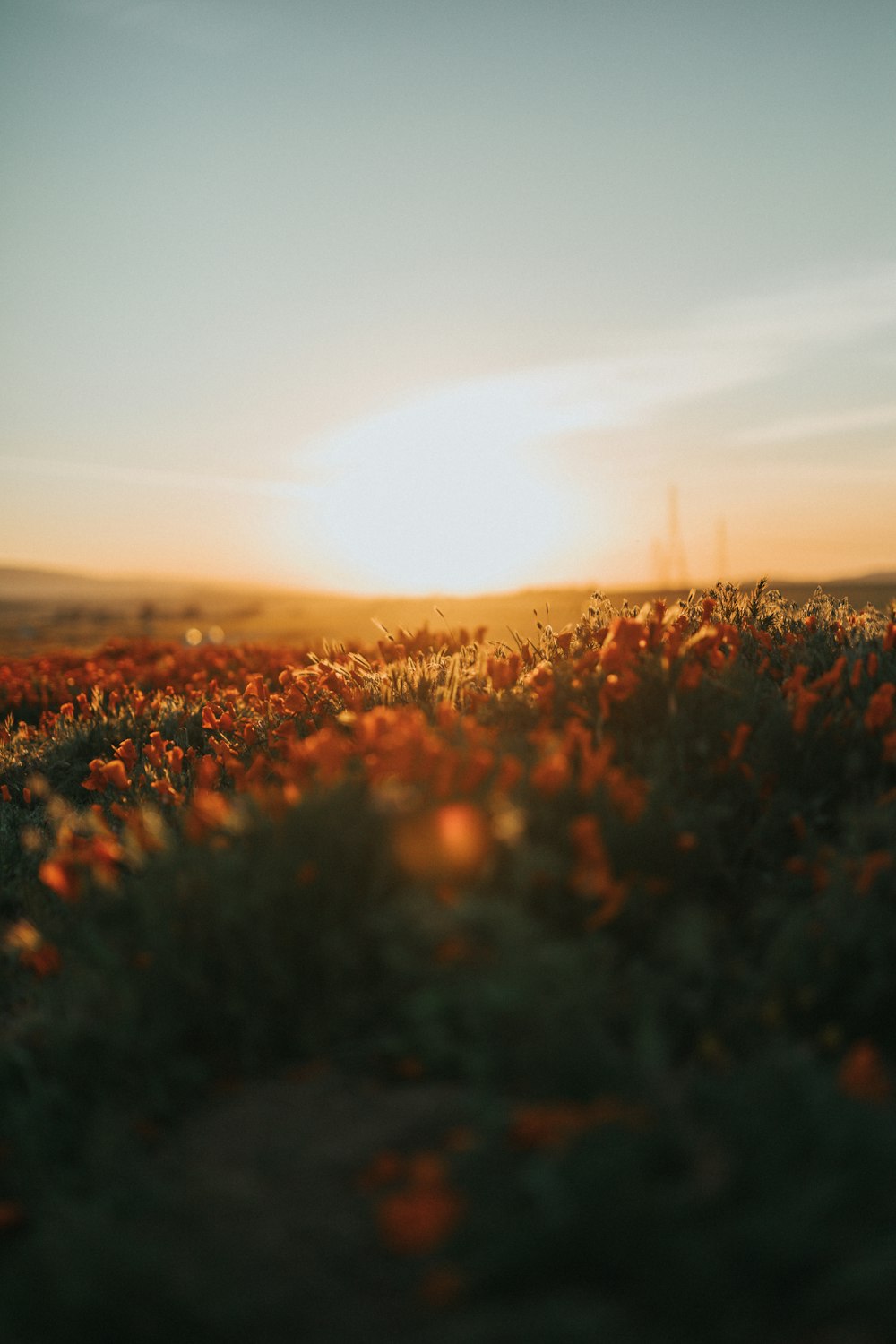red flower field during sunset