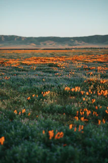 red flower field during daytime