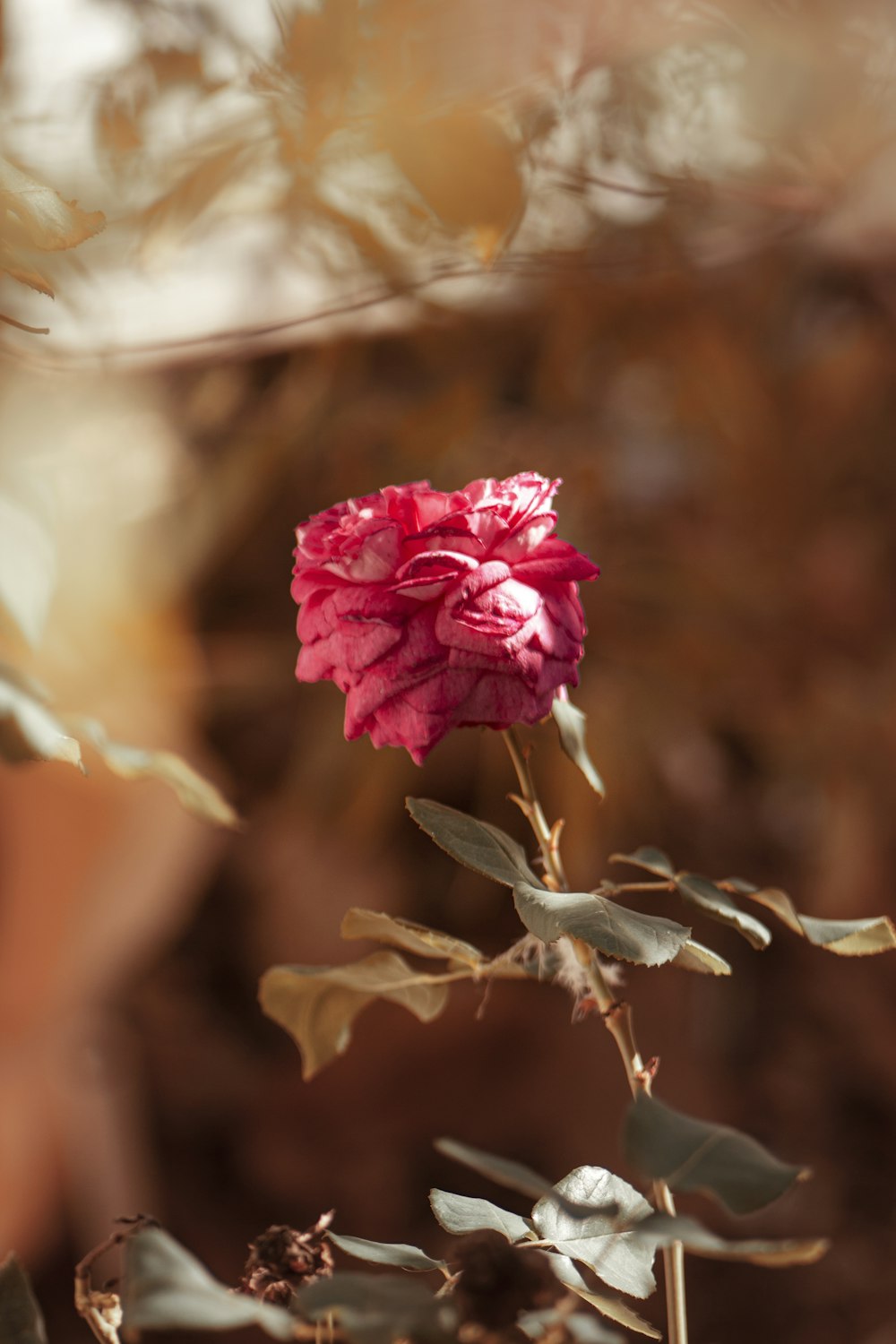 pink flower in tilt shift lens