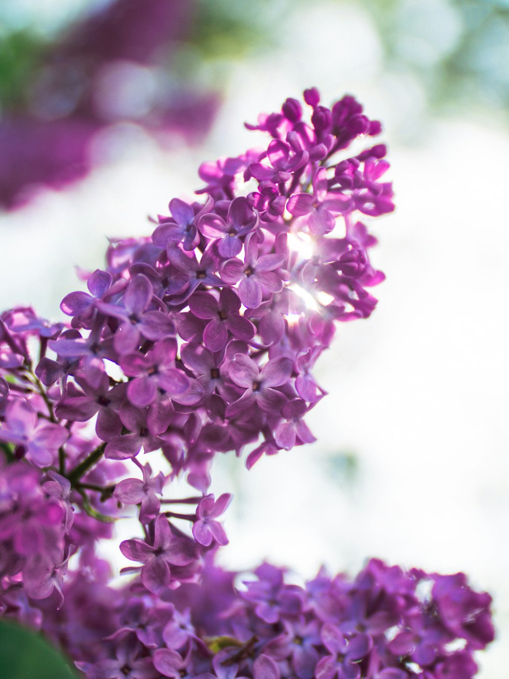 purple flowers in tilt shift lens