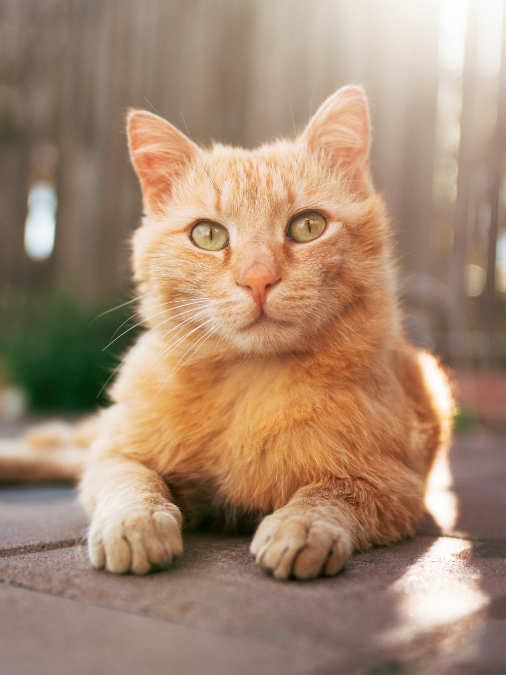 orange tabby cat on black concrete floor