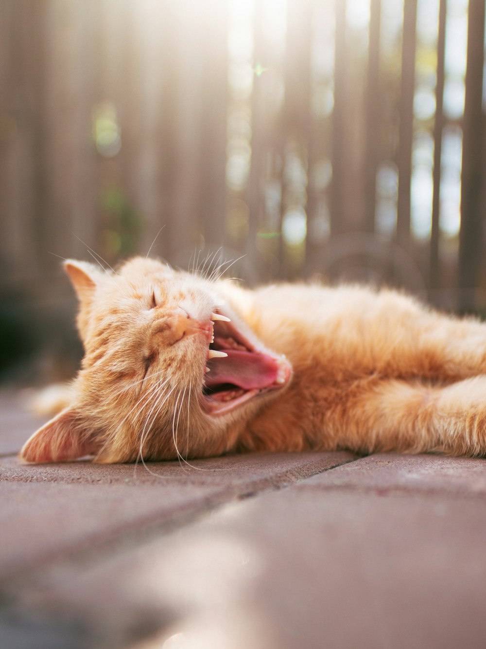 orange tabby cat lying on gray concrete floor