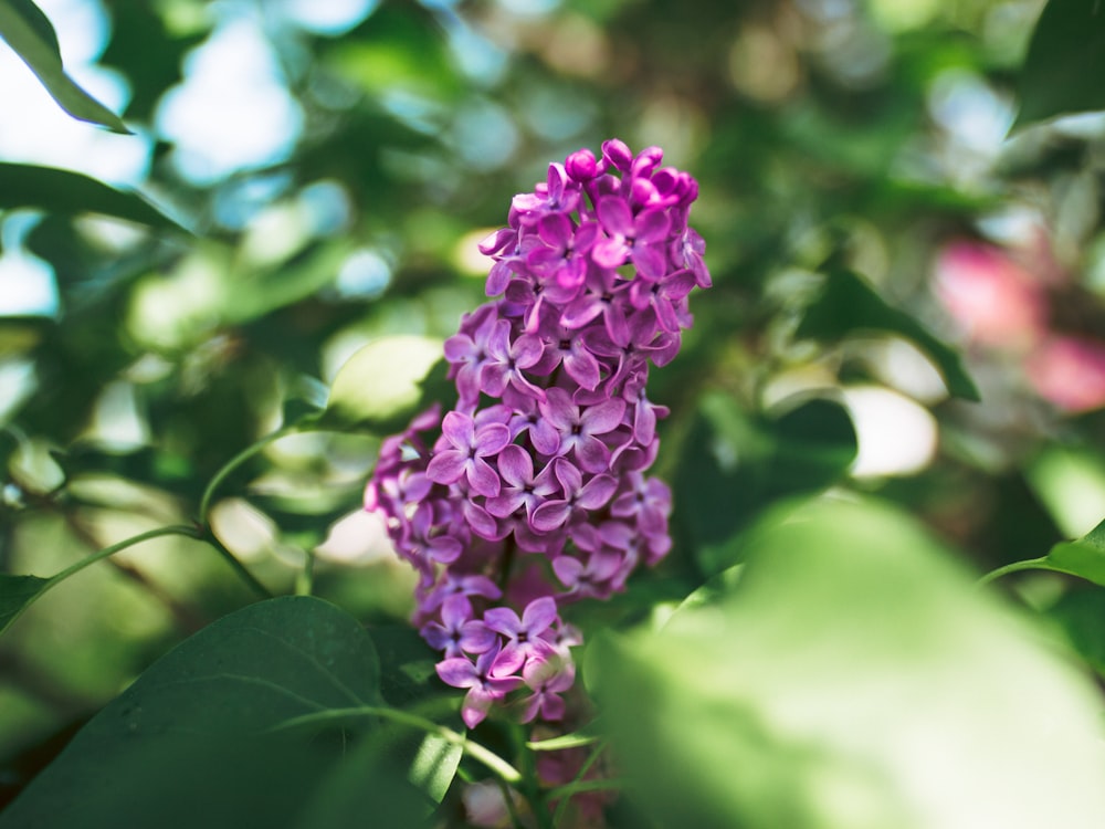 purple flower in tilt shift lens